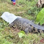 Drama 2 Jam di Sawah Bekasi: Damkar Duel Sengit Lawan Buaya Lepas, Tali Sampai Putus