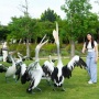 Liburan Seru dan Edukatif! Intip Birdshow Spektakuler dan Wahana Seru di Aviary Park Indonesia