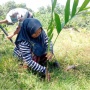 Masyarakat Adat Serawai dan Perlawanan Sunyi di Pesisir Seluma