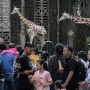 Antisipasi Lonjakan Wisatawan, Ragunan Siaga Pohon Tumbang demi Keamanan Pengunjung