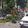 Enam Pohon Tumbang di Jakarta Akibat Cuaca Ekstrem, Timpa Rumah dan Kabel Listrik