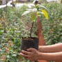 5 Tanaman Buah yang Bisa Ditanam di Polybag, Solusi Berkebun di Lahan Sempit