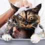 Anabul Sering Garuk? Ini 5 Sampo Kucing Ampuh Basmi Kutu dan Jamur