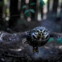Burung Hantu dan Cahaya di Kegelapan