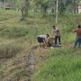Detik-detik Mencekam Polisi Rebut Kaki Ibu dari Cengkeraman Buaya 3 Meter di Tarakan