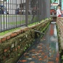Oase di Lorong 103 Timur Koja: Tentang Ikan, Sampah, dan Rezeki yang Hanyut