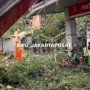 Sudin Pertamanan Jakpus: Pohon Tumbang Matraman Ada di Area SPBU, Korban Tidak Luka Serius