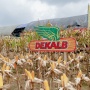 Lampaui Rata-Rata Nasional, Produktivitas Jagung Dekalb Capai 7 Ton per Hektare