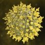 Cara Mencegah Terpapar Virus Nipah: Kenali Gejala dan Langkah Pencegahannya