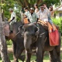 Pelarangan Elephant Riding: Bukti Suara Kita Punya Impact Besar pada Alam!