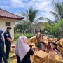Tak Berizin, KKP Musnahkan 796 Kg Kulit Hiu dan Pari Milik Perusahaan Asing di Banyuwangi