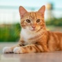 Tren Baru Cat Parents Biar Anabul Panjang Umur
