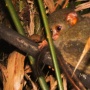 5 Fakta Menarik Tarsius, Si Mata Besar Penjaga Hutan Sulawesi
