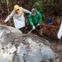 Tragedi Gajah Riau: Tiada Tahun Tanpa Kematian, Gading Hilang dan Kepala Dipotong Pemburu