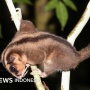 Possum & Glider Papua 'Bangkit dari Kepunahan' Setelah 6.000 Tahun