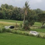 Andalkan Google Maps, Pemudik Arus Balik Malah Nyasar ke Jalan Sawah Menuju Tol Jogja-Solo