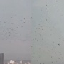 Heboh Ribuan Burung Gagak Terbang di Langit Tel Aviv, Benarkah Tanda Kiamat?