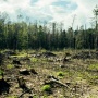 Bukan Cuma Rusak Lingkungan, Penebangan Hutan Liar juga Picu Lonjakan Penyakit
