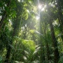 Bagaimana Hilangnya Hutan Tropis Memperparah Gelombang Panas Global?