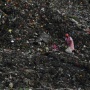 Indonesia dalam Pusaran Waste Colonialism: Saat Limbah Global Berlabuh di Negeri Sendiri