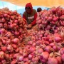 Harga Pangan Bergerak Liar, Bawang Naik Tajam, Cabai Ambruk