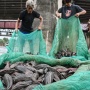 Operasi Serentak! Ikan Sapu-Sapu Diburu di Sungai-Sungai Jakarta