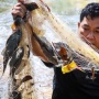Ini Bahaya Tersembunyi Ikan Sapu-Sapu yang Mengancam Ekosistem Jakarta