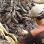 Apakah Ikan Sapu-Sapu Bisa Dimakan? Ini Bahaya untuk Manusia dan Ekosistem