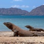 Over Tourism Mengancam, Seberapa Efektif Pembatasan di Taman Nasional Komodo?