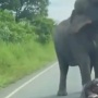 Momen Langka Gajah Liar Melahirkan di Pinggir Jalan Viral, Netizen Tersentuh