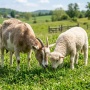 Perbedaan Kambing dan Domba: Mana Lebih Mahal untuk Dijual Saat Idul Adha?