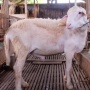 Beternak Kambing untuk Dijual di Idul Adha 2026: Tutorial Memilih Bibit Unggul, Usia Minimal Berapa?