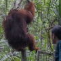 Tragedi Orang Utan Sempurna Mati Terpapar Asap, Anggota DPR Tagih Komitmen Kemenhut Atasi Karhutla
