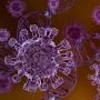 Apakah Wabah Hantavirus Ada di Indonesia? Viral Tewaskan 3 Penumpang Kapal Pesiar