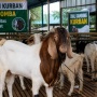 Daftar Harga Kambing Kurban 2026 Terbaru Mulai Rp1 Jutaan, Cek Rekomendasinya di Sini!