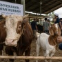 Lebih Afdol Kurban Sapi atau Kambing? Perhatikan 3 Aspek Ini Agar Ibadah Lebih Maksimal