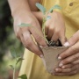 Dari Sejak Dini, Aksi Kecil Anak-Anak Menanam Bibit Tanaman Bisa Jadi Harapan Besar bagi Bumi
