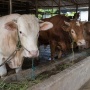 Berapa Harga Sapi Kurban 2026? Ini Rinciannya Berdasarkan Jenis dan Bobot