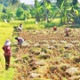 Riset Soroti Dampak Krisis Iklim terhadap Ketahanan Pangan di NTT dan Flores