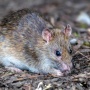 Mengapa Krisis Iklim Disebut Bisa Memperparah Penyebaran Hantavirus?