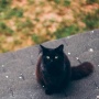 9 Arti Mimpi Kucing Hitam, Pertanda Baik atau Buruk? Begini Maknanya
