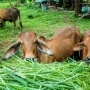 Jangan Asal Beli! 6 Tips Memilih Hewan Kurban yang Sesuai Syariat