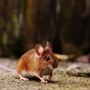 Gejala Awal Mirip Flu, Apa Perbedaan Hantavirus dan Corona?