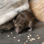 Muncul 23 Kasus Hantavirus di Indonesia, Apakah Mematikan Seperti di Kapal Pesiar MV Hondius?