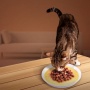 Panik Anabul Sering Pilih-Pilih Pet Food? Ternyata Ini 5 Alasannya