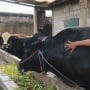 Mengenal 'Ambo', Sapi Raksasa 1,15 Ton Asal Tangerang yang Dipilih Prabowo untuk Idul Adha 2026