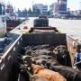 Permintaan Hewan Kurban Meningkat, Lalu Lintas Sapi Tembus 198 Ribu Ekor