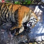 Harimau Sumatera Dievakuasi usai Masuk Ladang Warga