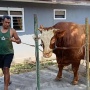 Tembus 1,14 Ton! Ini Penampakan Sapi 'Kang Jo' Lumajang yang Dibeli Prabowo dari Peternak Gen Z