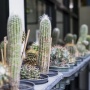 5 Tanaman yang Tidak Boleh Ditanam di Depan Rumah Menurut Fengshui